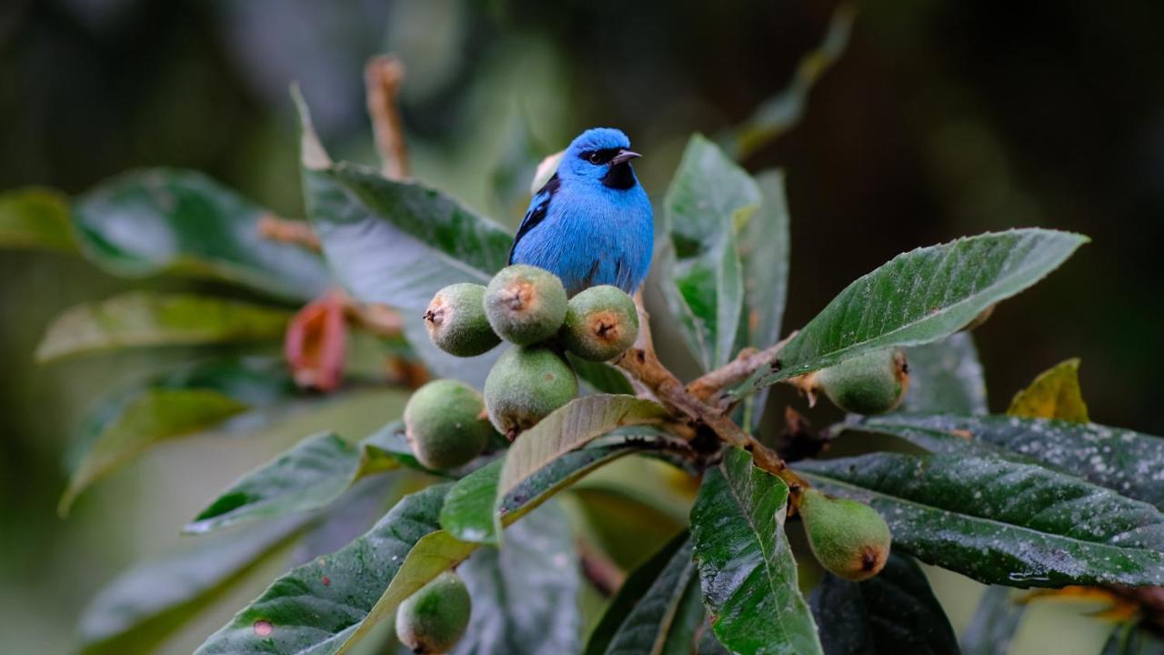 Pousada Salve Floresta Tapiraí Zewnętrze zdjęcie