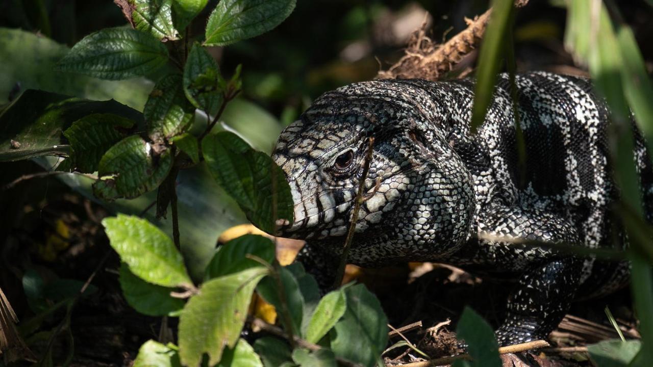 Pousada Salve Floresta Tapiraí Zewnętrze zdjęcie