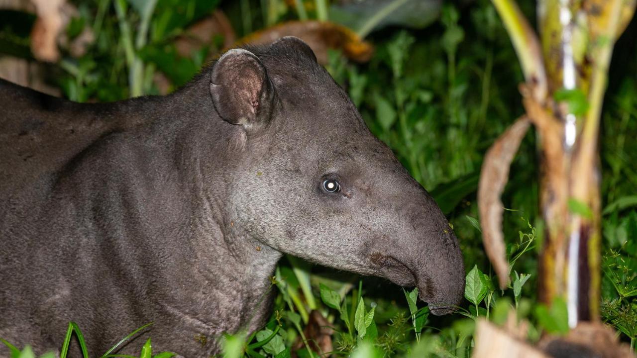 Pousada Salve Floresta Tapiraí Zewnętrze zdjęcie